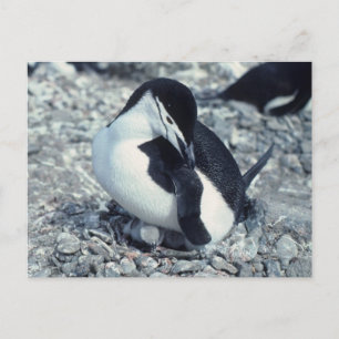Chinstrap Penguin Postcard