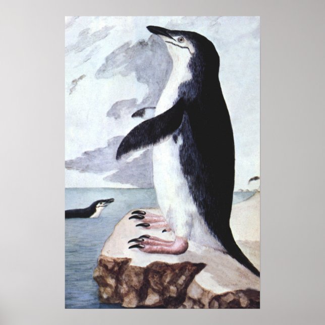 Chinstrap Penguin, Vintage Birds from Antarctica Poster (Front)