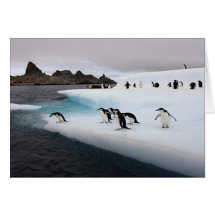 Chinstrap Penguins