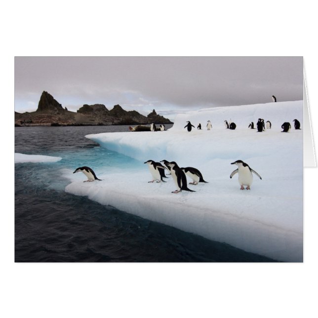 Chinstrap Penguins (Front Horizontal)