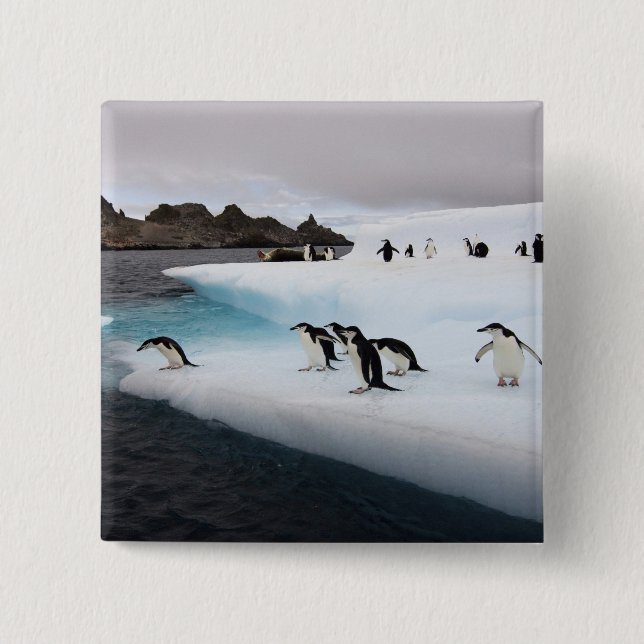 Chinstrap Penguins 15 Cm Square Badge (Front)