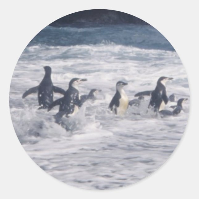 Chinstrap Penguins in the beach surf Classic Round Sticker (Front)