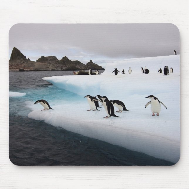 Chinstrap Penguins Mouse Mat (Front)