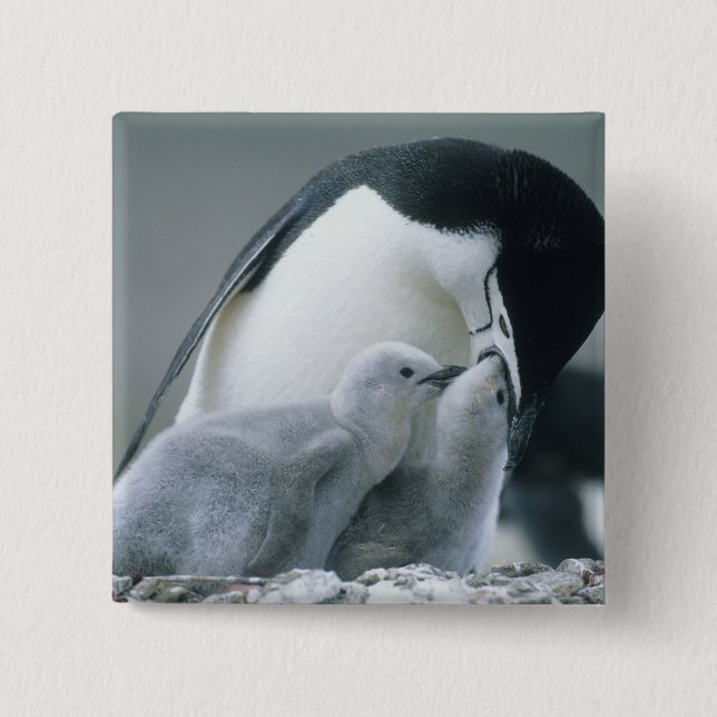Chinstrap Penguins, Pygoscelis antarctica), 15 Cm Square Badge (Front)