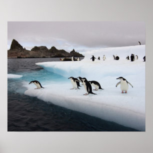 chinstrap penguins, Pygoscelis antarctica, 2 Poster