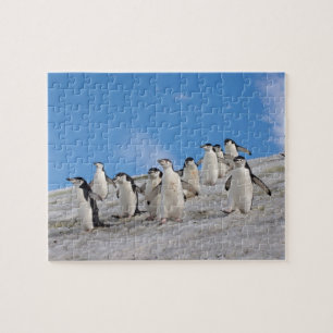 Chinstrap Penguins   Pygoscelis Antarctica Jigsaw Puzzle