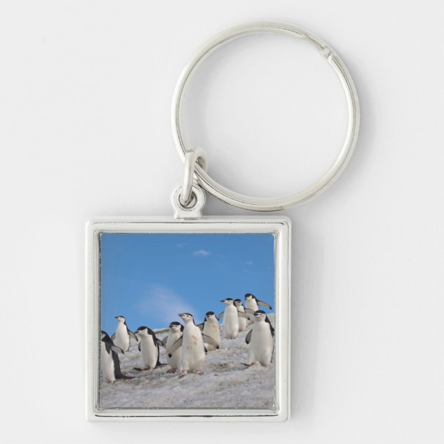 Chinstrap Penguins | Pygoscelis Antarctica Key Ring (Front)