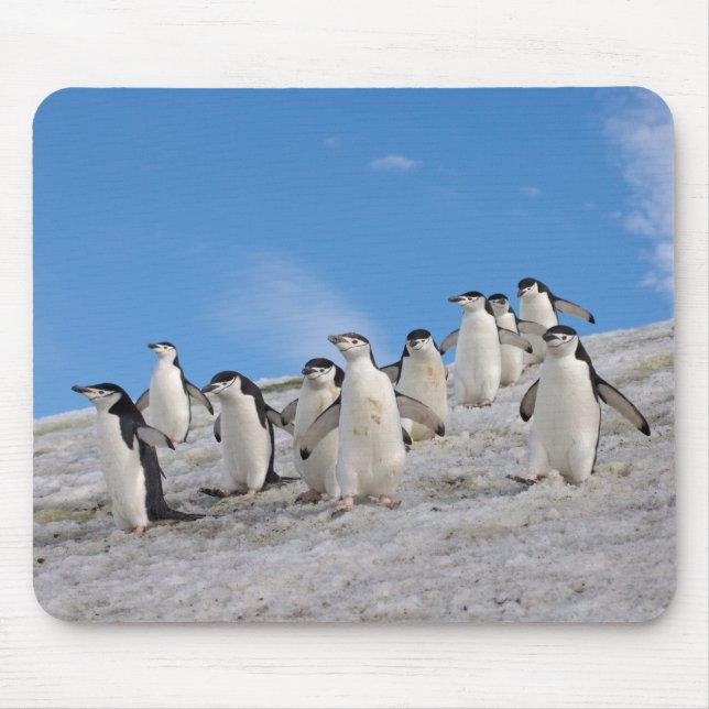 Chinstrap Penguins | Pygoscelis Antarctica Mouse Mat (Front)