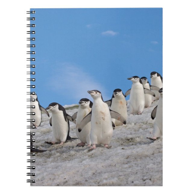 Chinstrap Penguins | Pygoscelis Antarctica Notebook (Front)