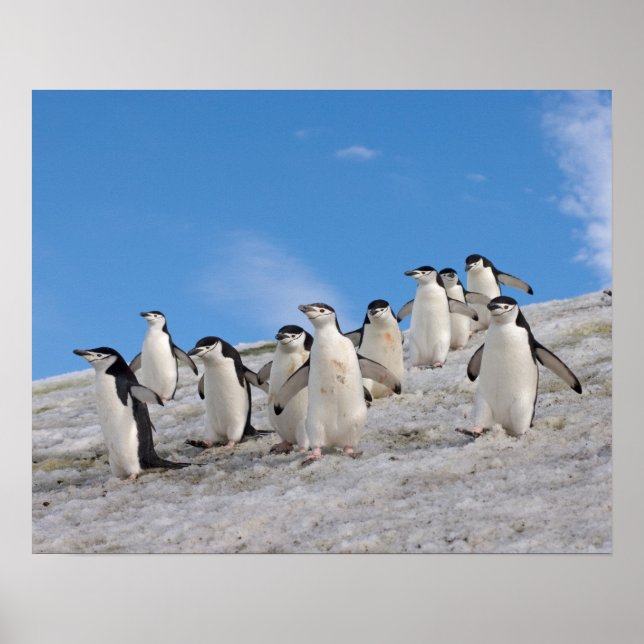 Chinstrap Penguins | Pygoscelis Antarctica Poster (Front)