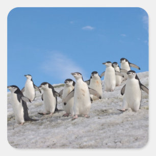 Chinstrap Penguins   Pygoscelis Antarctica Square Sticker