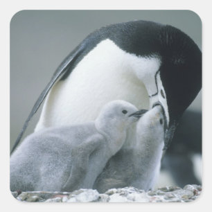 Chinstrap Penguins, Pygoscelis antarctica), Square Sticker