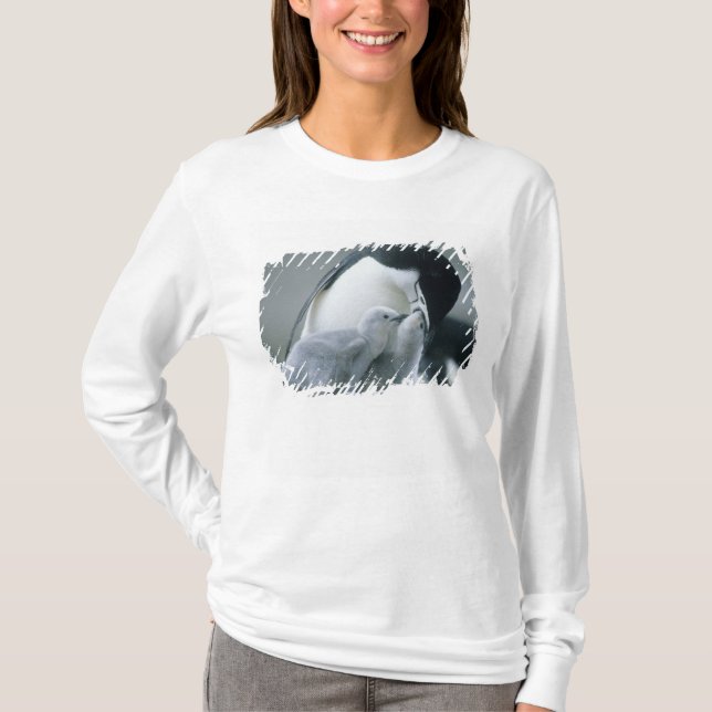 Chinstrap Penguins, Pygoscelis antarctica), T-Shirt (Front)