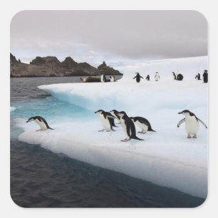 Chinstrap Penguins Square Sticker