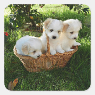 Chiots, Coton de Tulear, Puppies Square Sticker