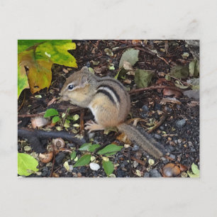 Chipmunk #2 Postcard