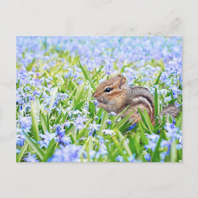 Chipmunk and Blue Spring Flowers Postcard (Front)