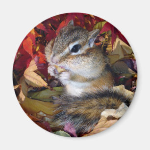 Chipmunk , Autumn (8) photo Magnet