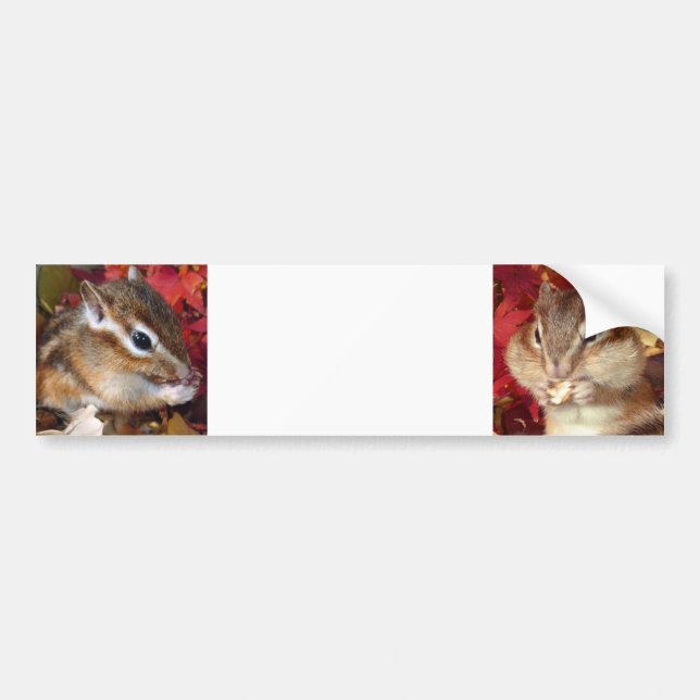 Chipmunk , Autumn (9)　photo Bumper Sticker (Front)