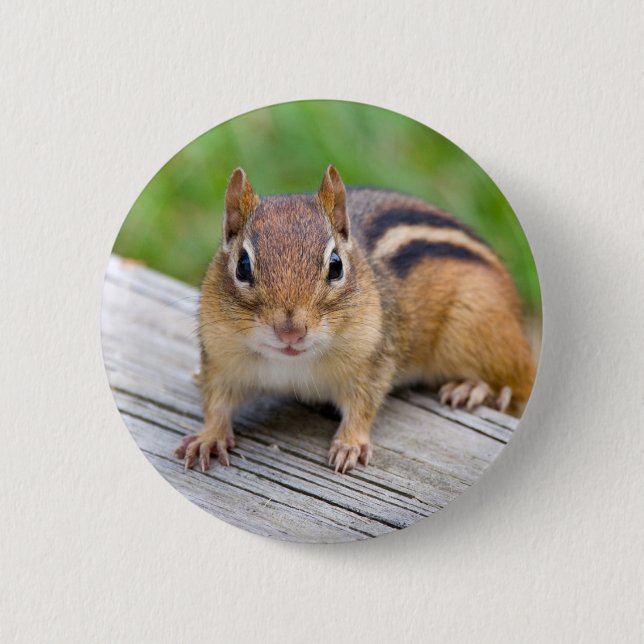 Chipmunk Button (Front)