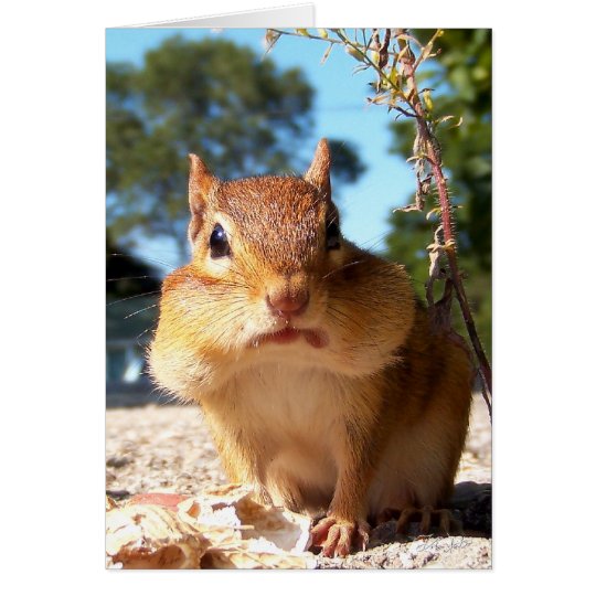 Chipmunk Card