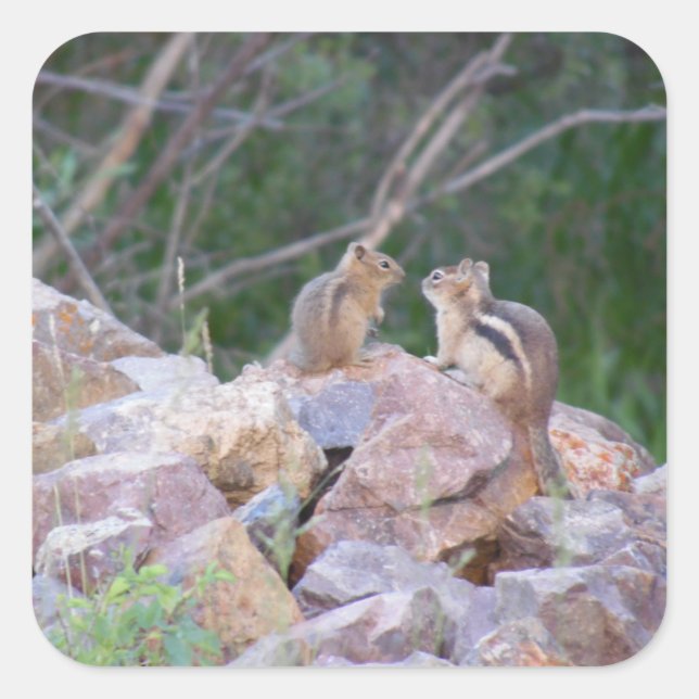 Chipmunk Chatter Square Sticker (Front)