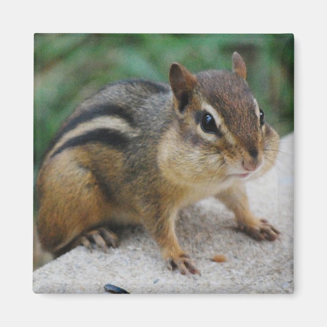 Chipmunk Cheeks Magnet (Front)