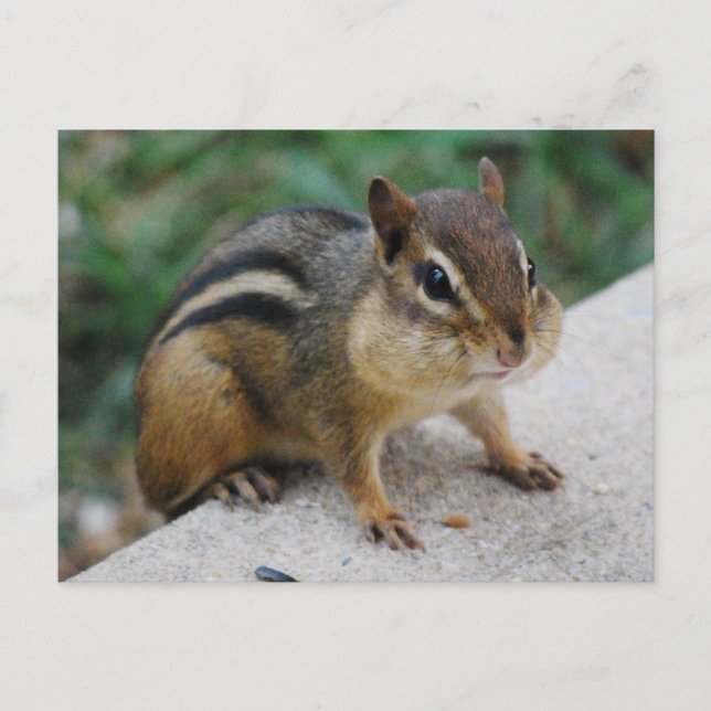 Chipmunk Cheeks Postcard (Front)