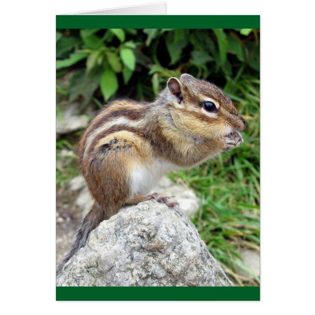 Chipmunk Chewing (Front)