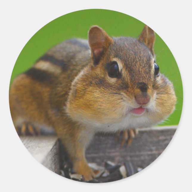 chipmunk classic round sticker (Front)