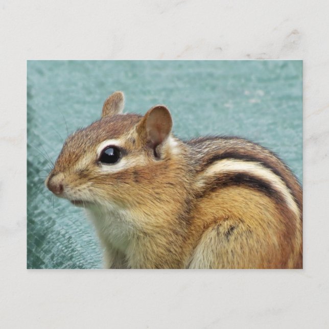 Chipmunk Close Up Postcard (Front)