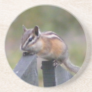 Chipmunk Coaster
