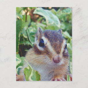 chipmunk , customisable postcard