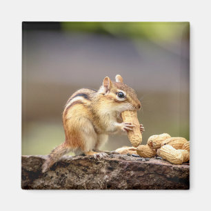 Chipmunk eating a peanut magnet