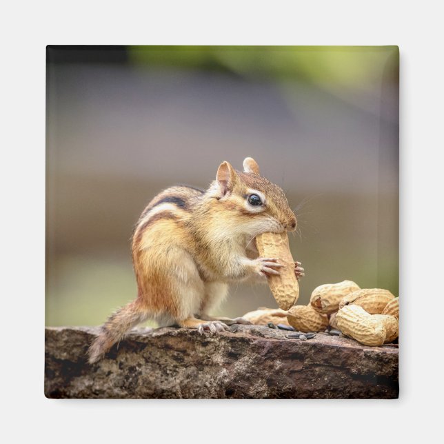 Chipmunk eating a peanut magnet (Front)