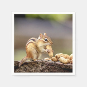Chipmunk eating a peanut napkin