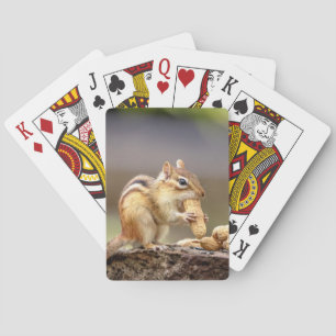 Chipmunk eating a peanut playing cards