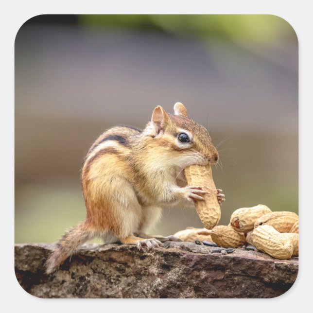Chipmunk eating a peanut square sticker (Front)