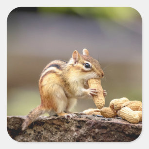 Chipmunk eating a peanut square sticker