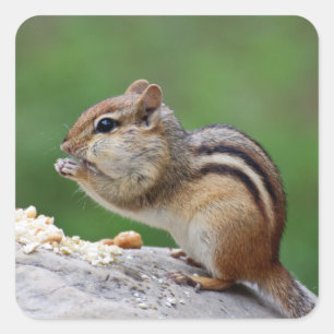 Chipmunk eating nuts square sticker
