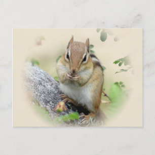 Chipmunk Eating Postcard