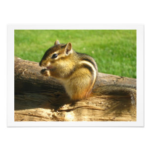 Chipmunk Eating Seeds Photo Print