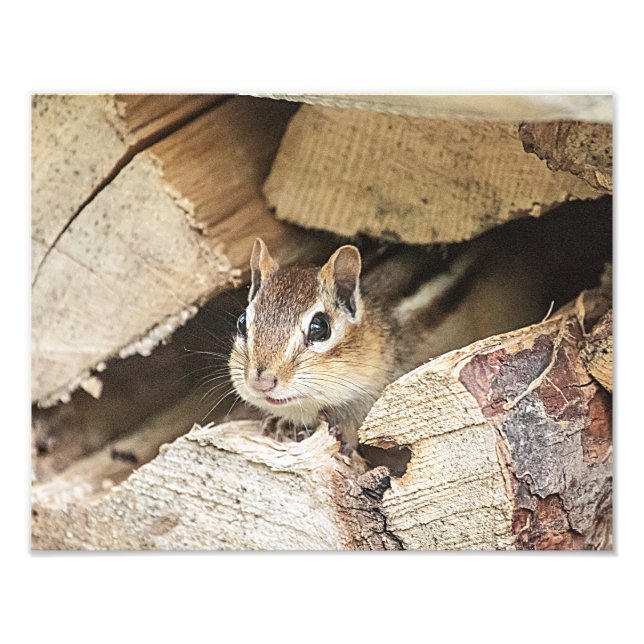 Chipmunk in a wood pile photo print (Front)