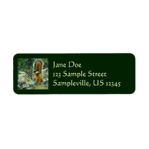 Chipmunk in Glacier National Park