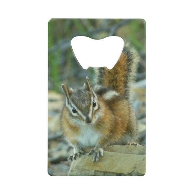 Chipmunk in Glacier National Park (Front)
