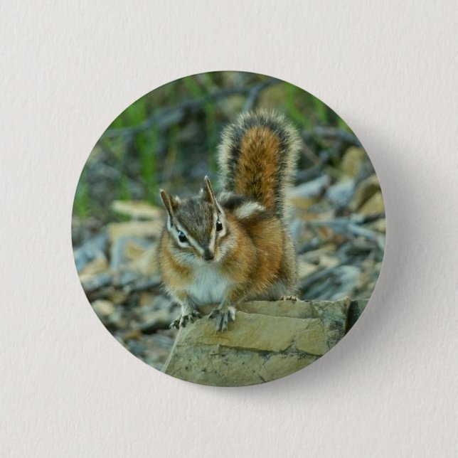 Chipmunk in Glacier National Park 6 Cm Round Badge (Front)