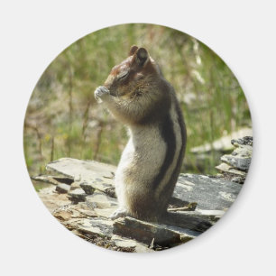 Chipmunk in Glacier National Park II Nature Photo Magnet