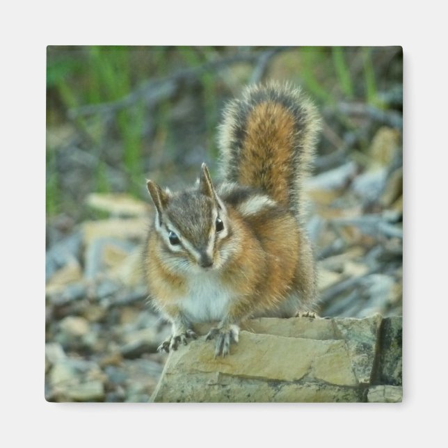 Chipmunk in Glacier National Park Magnet (Front)