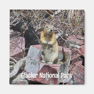 Chipmunk in Glacier National Park Magnet