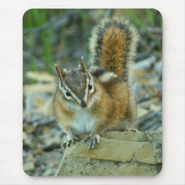 Chipmunk in Glacier National Park Mouse Mat (Front)
